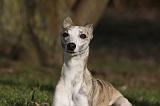 WHIPPET 412